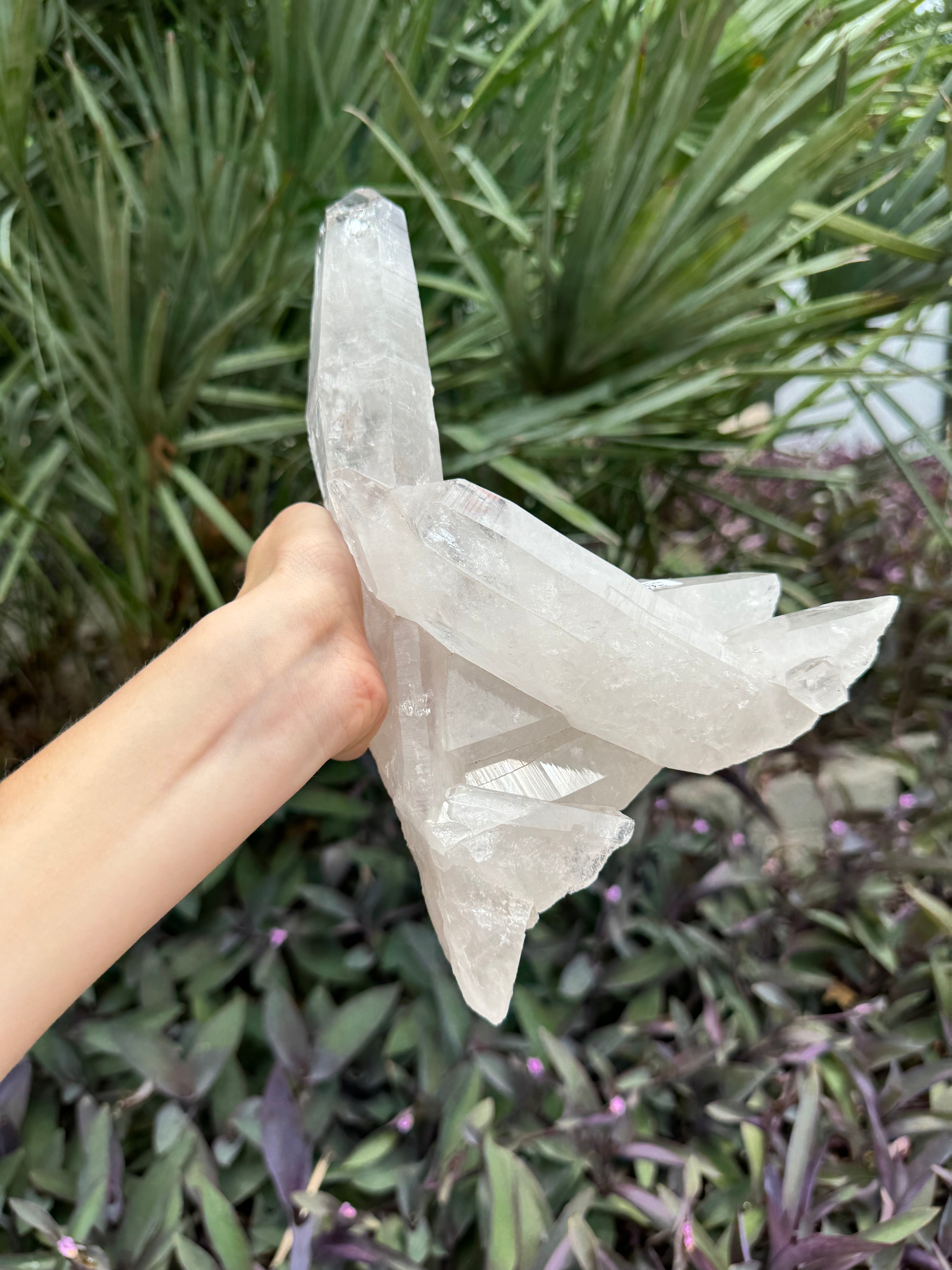 Lemurian Freeform