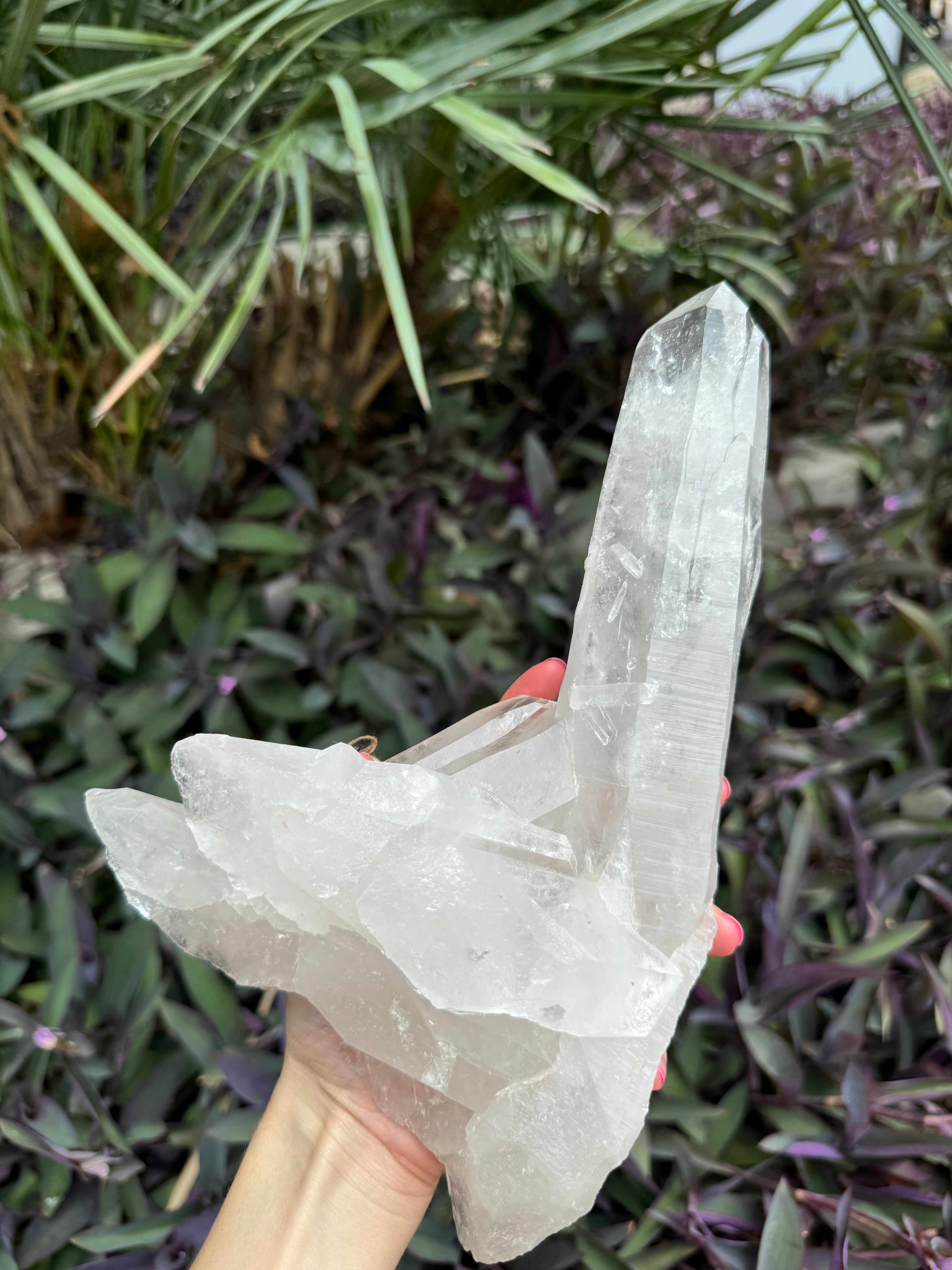 Lemurian Freeform