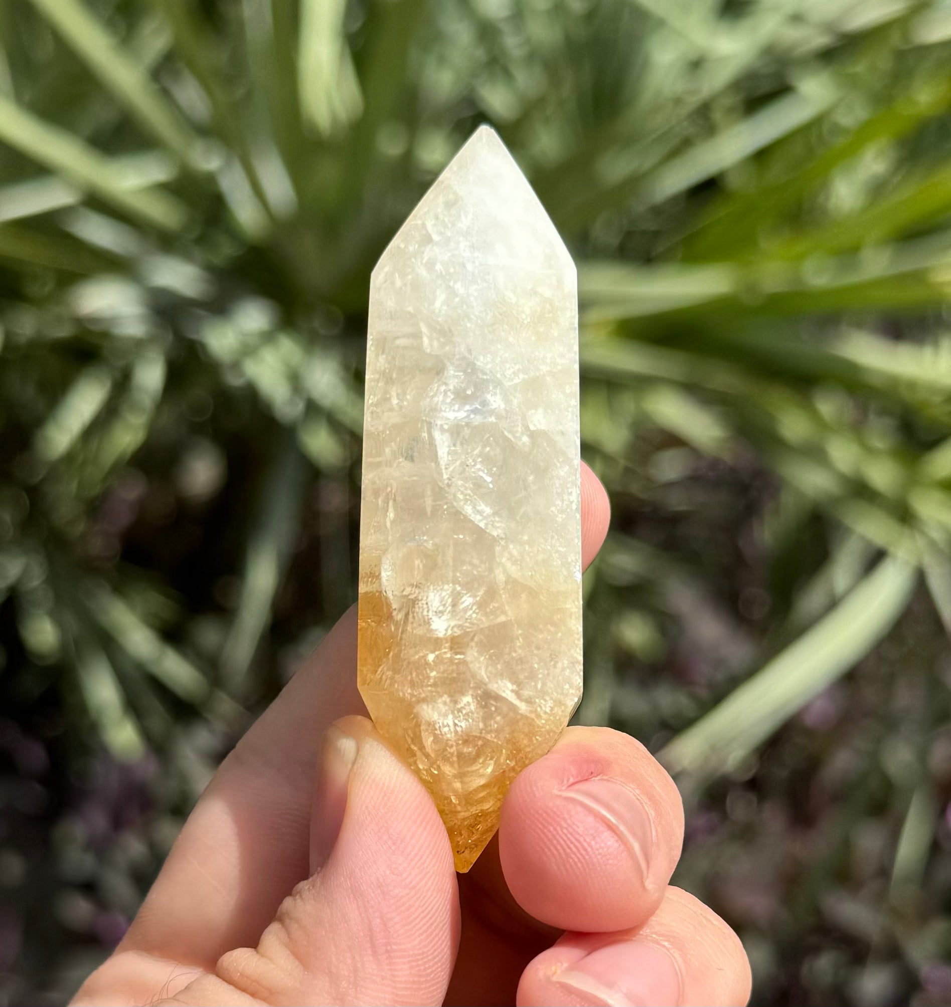 Citrine Vogel