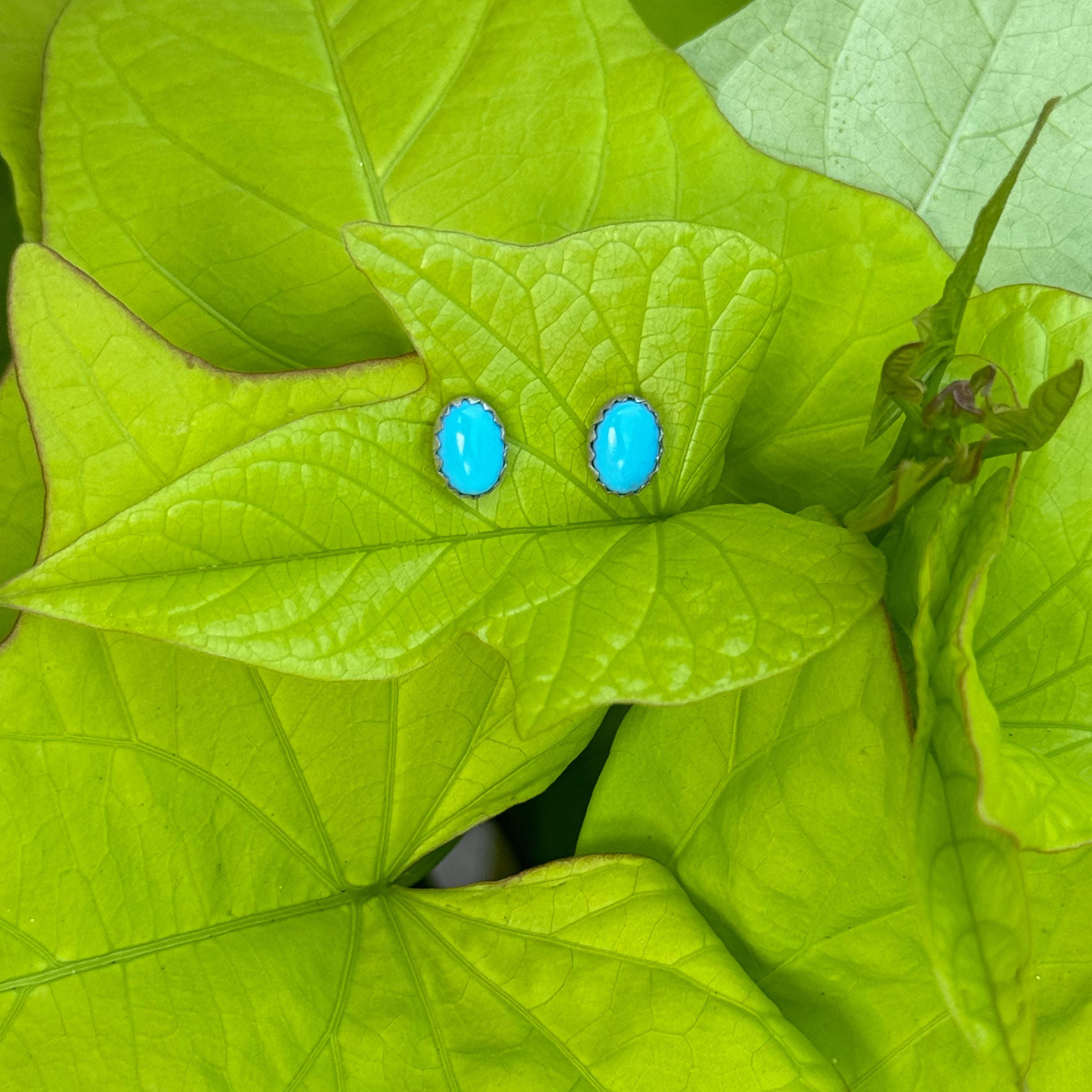 Oval Cut Turquoise Stud Earrings in Sterling Silver